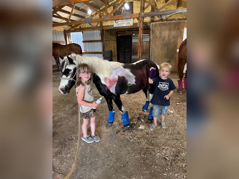 More ponies/small horses Gelding 12 years 10 hh Pinto in Brandon