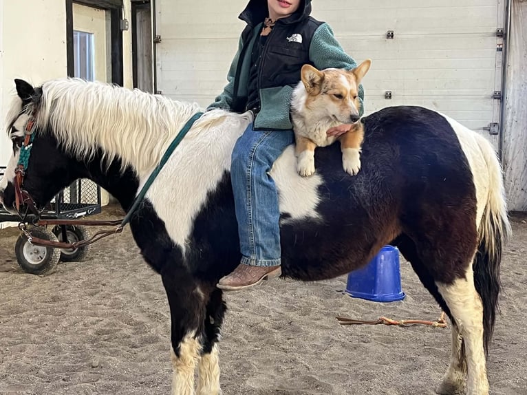 More ponies/small horses Gelding 12 years 10 hh Pinto in Brandon