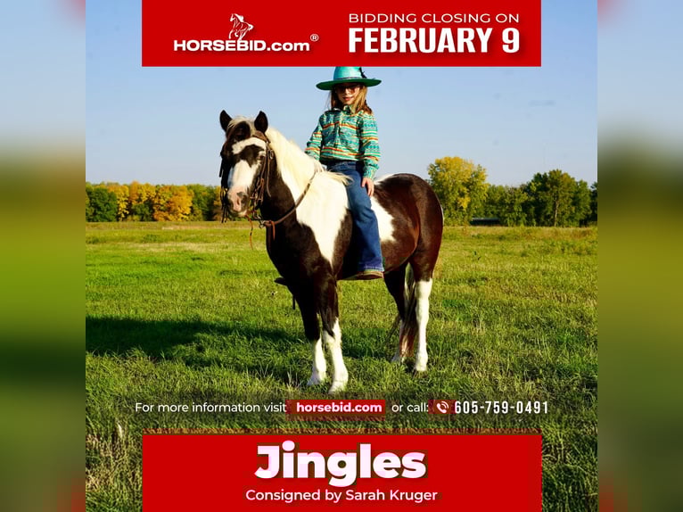 More ponies/small horses Gelding 12 years 10 hh Pinto in Brandon