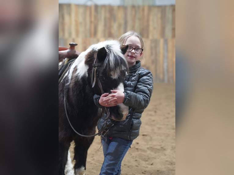 More ponies/small horses Gelding 12 years 10 hh Pinto in Brandon