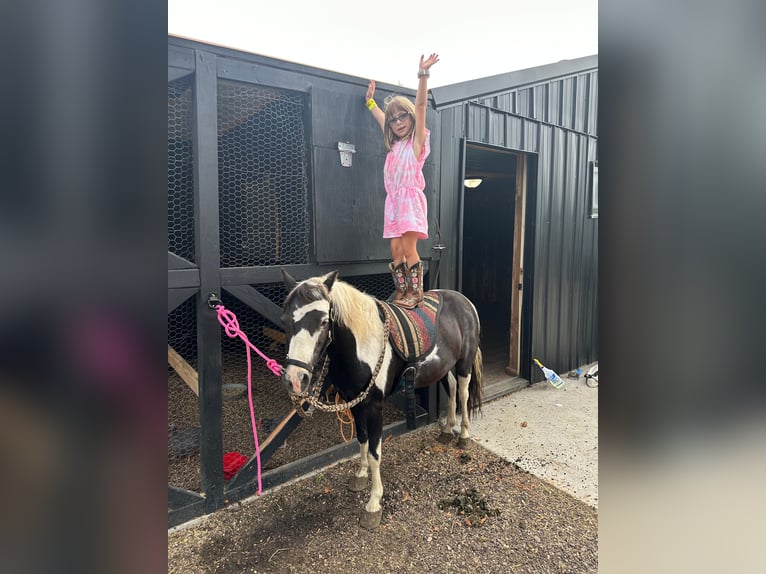 More ponies/small horses Gelding 12 years 10 hh Pinto in Brandon