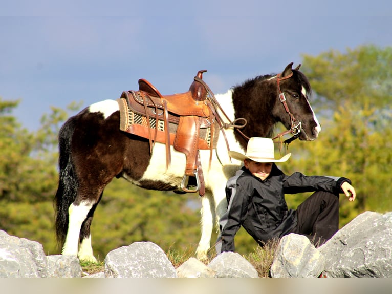 More ponies/small horses Gelding 12 years 10 hh Pinto in Rebersburg