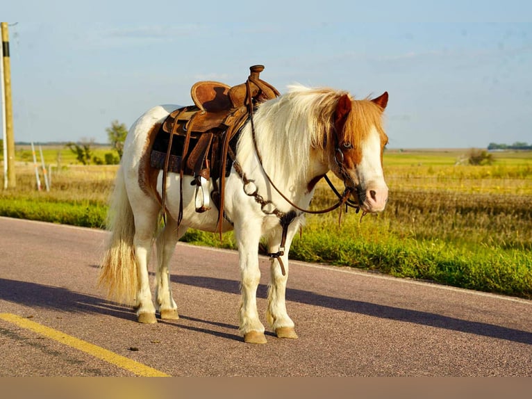 More ponies/small horses Gelding 12 years 10 hh Pinto in Corsica