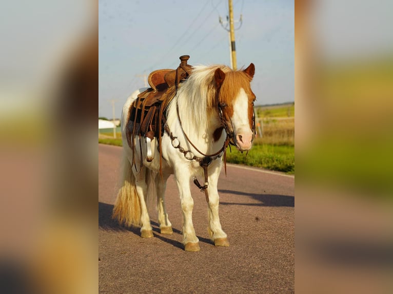More ponies/small horses Gelding 12 years 10 hh Pinto in Corsica