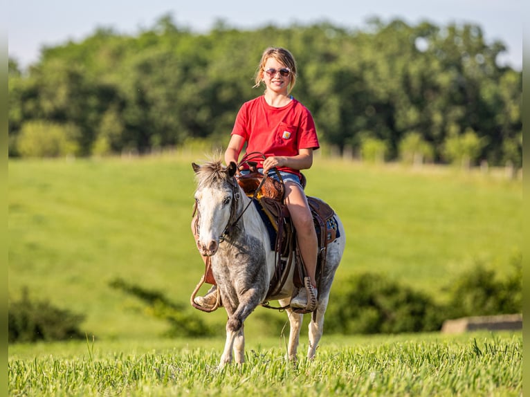 More ponies/small horses Gelding 12 years 10 hh Pinto in Ewing