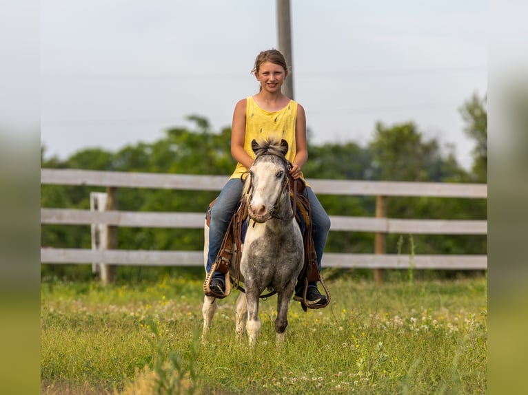 More ponies/small horses Gelding 12 years 10 hh Pinto in Ewing