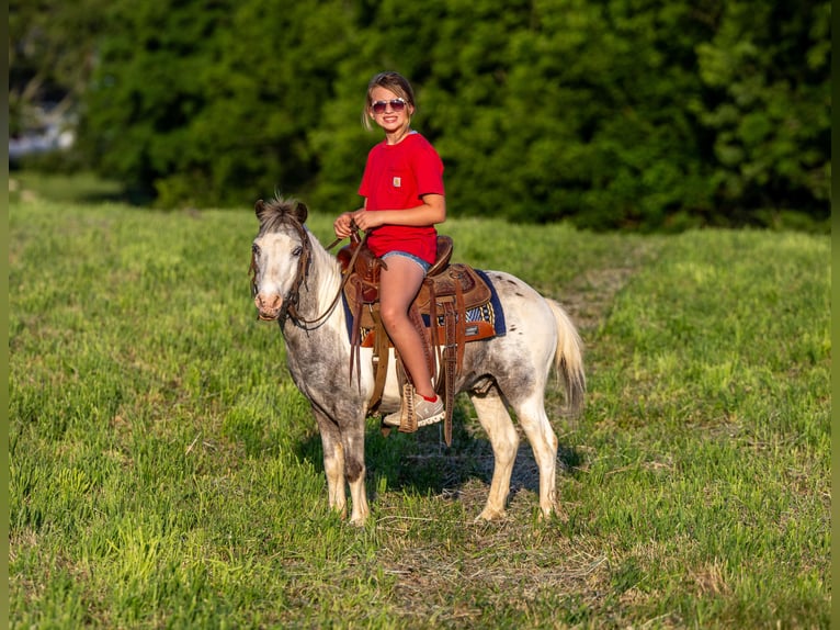 More ponies/small horses Gelding 12 years 10 hh Pinto in Ewing