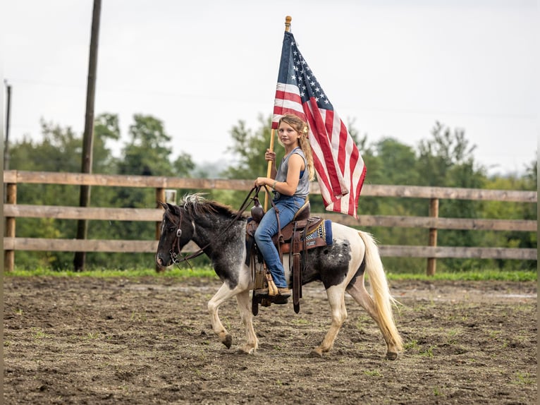More ponies/small horses Gelding 12 years 10 hh  in Ewing