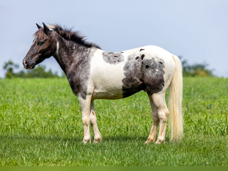 More ponies/small horses Gelding 12 years 10 hh  in Ewing