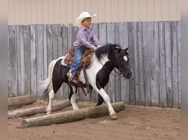 More ponies/small horses Gelding 12 years 10,1 hh in Nevis, MN