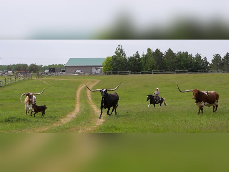More ponies/small horses Gelding 12 years 10,1 hh in Nevis, MN