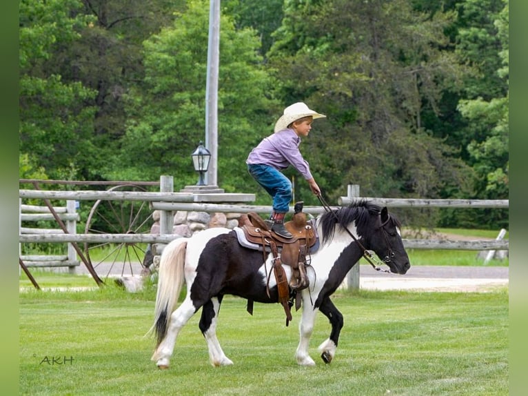 More ponies/small horses Gelding 12 years 10,1 hh in Nevis, MN