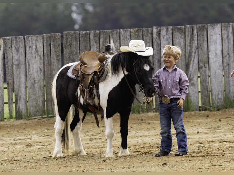 More ponies/small horses Gelding 12 years 10,1 hh in Nevis, MN