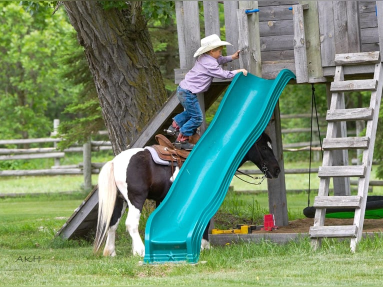 More ponies/small horses Gelding 12 years 10,1 hh in Nevis, MN