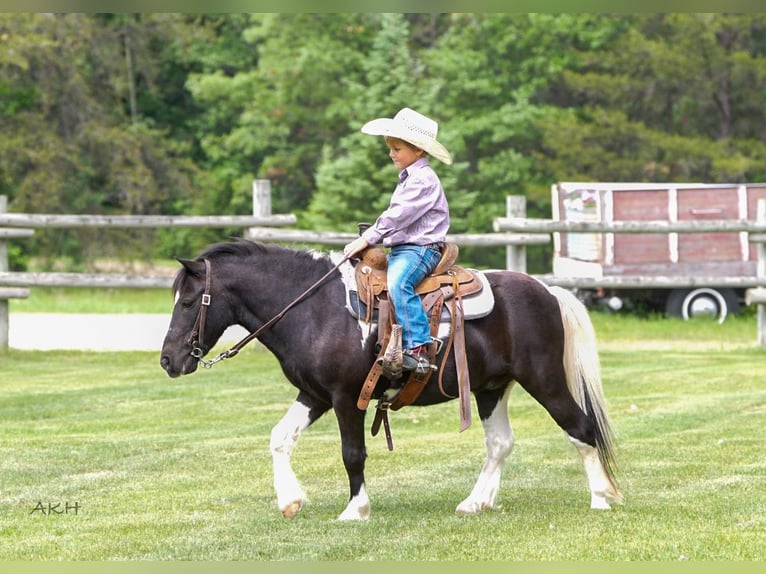 More ponies/small horses Gelding 12 years 10,1 hh in Nevis, MN