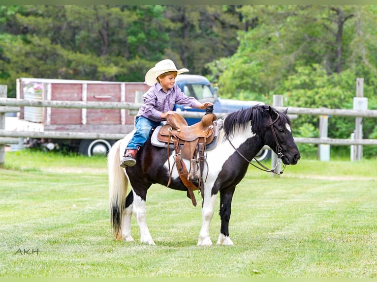 More ponies/small horses Gelding 12 years 10,1 hh in Nevis, MN