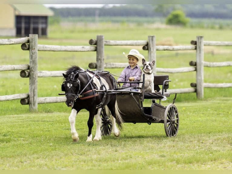 More ponies/small horses Gelding 12 years 10,1 hh in Nevis, MN