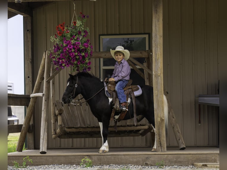 More ponies/small horses Gelding 12 years 10,1 hh in Nevis, MN