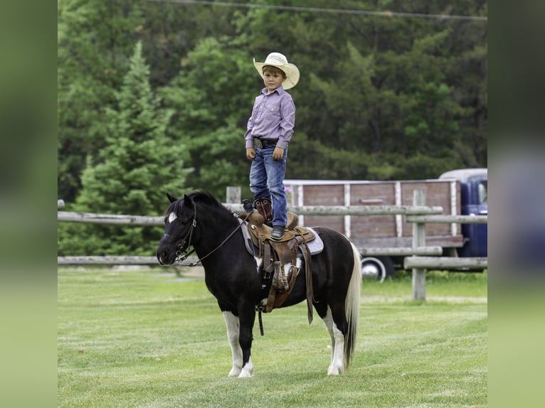 More ponies/small horses Gelding 12 years 10,1 hh in Nevis, MN