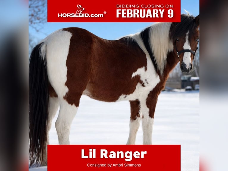 More ponies/small horses Gelding 12 years 11.2 hh Pinto in Osceola