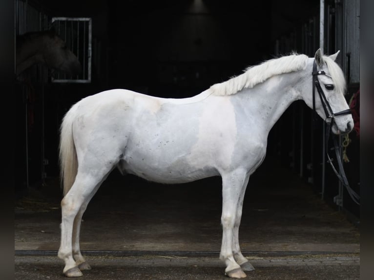 More ponies/small horses Gelding 12 years 11,1 hh Pinto in Geilenkirchen