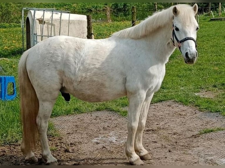 More ponies/small horses Gelding 12 years 11,2 hh Grey in Großkönigsförde