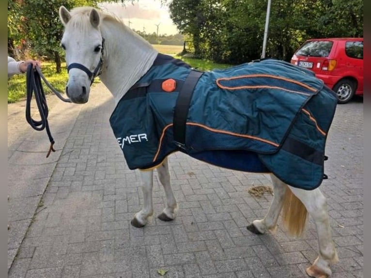 More ponies/small horses Gelding 12 years 11,2 hh Grey in Großkönigsförde