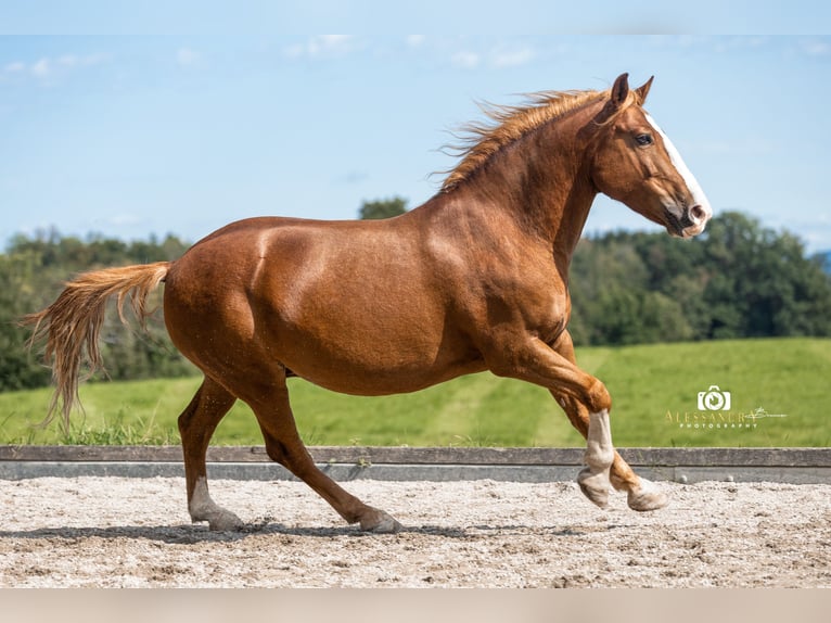 More ponies/small horses Gelding 12 years 13,2 hh Chestnut-Red in Bad Feilnbach