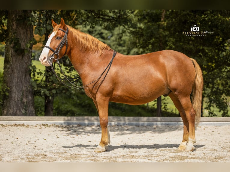 More ponies/small horses Gelding 12 years 13,2 hh Chestnut-Red in Bad Feilnbach