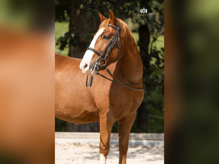 More ponies/small horses Gelding 12 years 13,2 hh Chestnut-Red in Bad Feilnbach