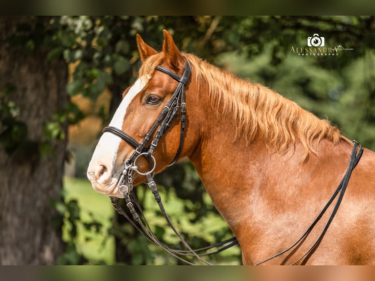 More ponies/small horses Gelding 12 years 13,2 hh Chestnut-Red in Bad Feilnbach