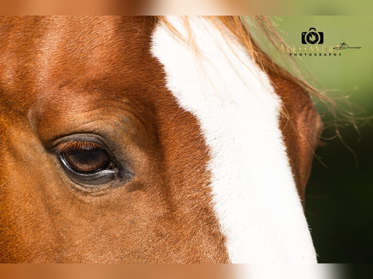 More ponies/small horses Gelding 12 years 13,2 hh Chestnut-Red in Bad Feilnbach