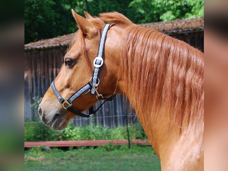 More ponies/small horses Gelding 12 years 13.3 hh Chestnut-Red in Bayerbach