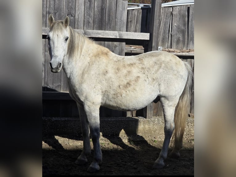 More ponies/small horses Mix Gelding 12 years 13,3 hh Grey-Dapple in Mengkofen