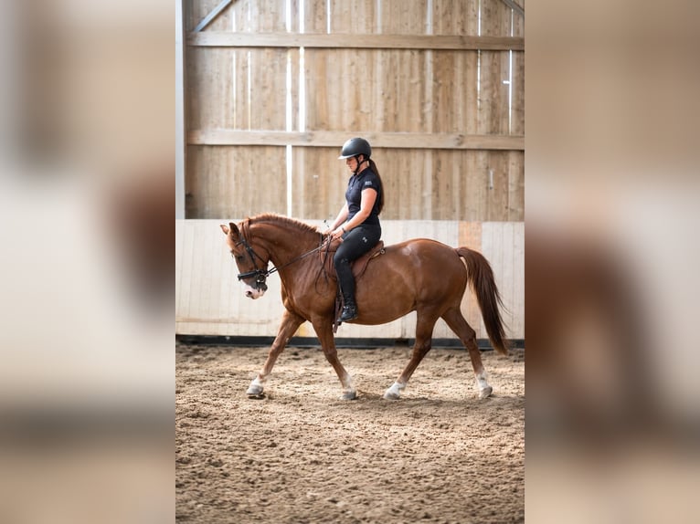 More ponies/small horses Gelding 12 years 14.1 hh Chestnut-Red in Badbergen