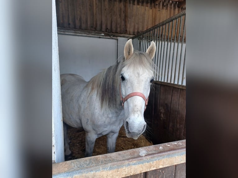 More ponies/small horses Gelding 12 years 14 hh Grey-Dapple in Bodenw&#xF6;hr