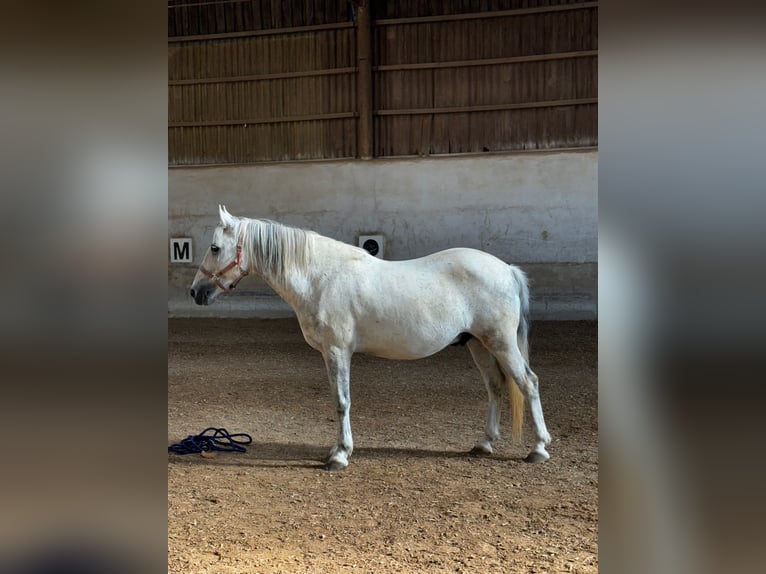 More ponies/small horses Gelding 12 years 14 hh Grey-Dapple in Bodenw&#xF6;hr