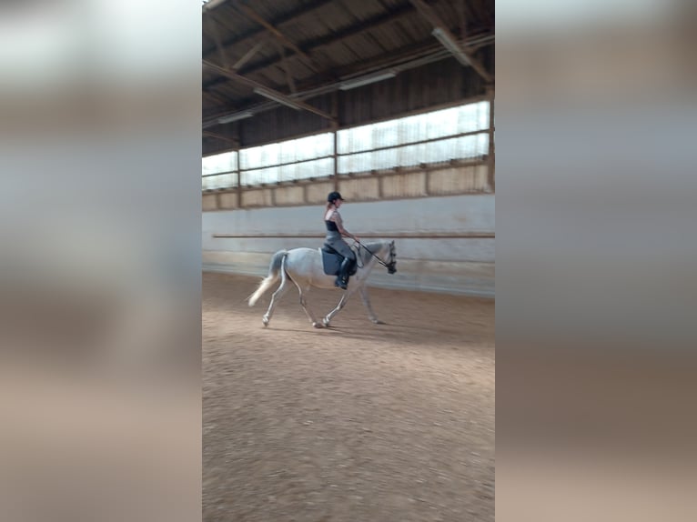 More ponies/small horses Gelding 12 years 14 hh Grey-Dapple in Bodenw&#xF6;hr
