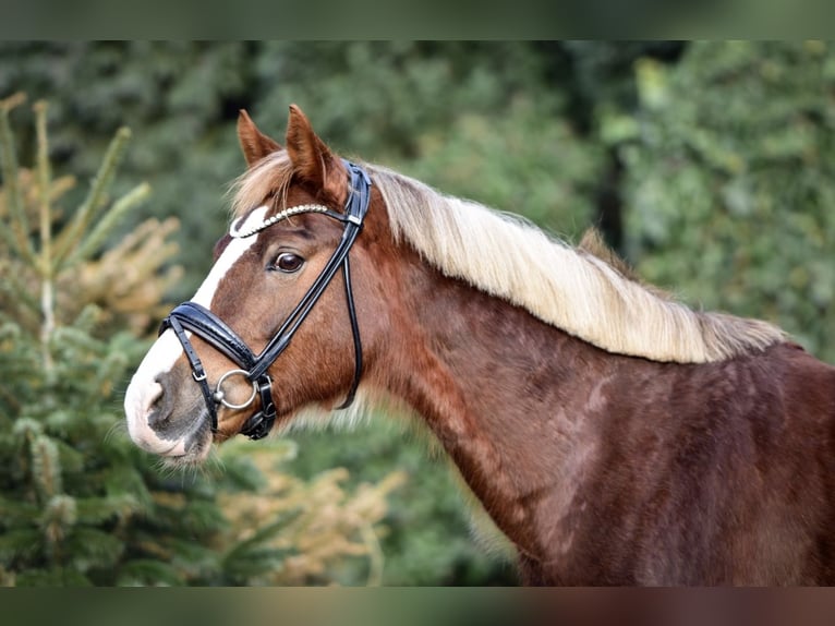 More ponies/small horses Gelding 12 years 14,2 hh Chestnut in Mülheim an der Ruhr