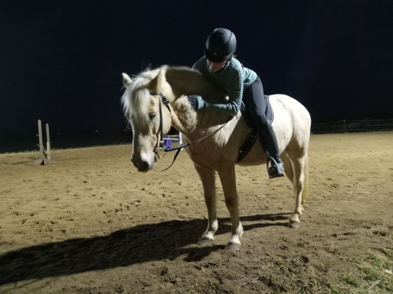More ponies/small horses Gelding 12 years 9.1 hh Palomino in Ridgway