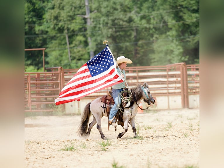 More ponies/small horses Gelding 12 years 9 hh Roan-Blue in Bloomburg