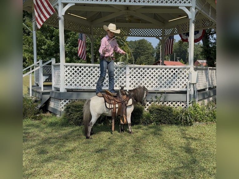 More ponies/small horses Gelding 12 years 9 hh Roan-Blue in Bloomburg