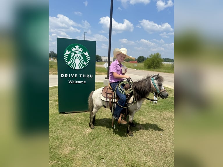 More ponies/small horses Gelding 12 years 9 hh Roan-Blue in Bloomburg