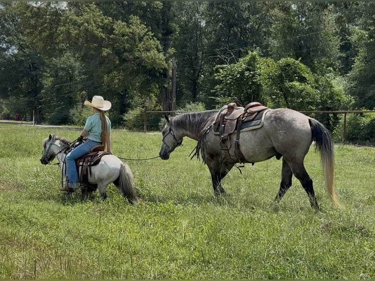 More ponies/small horses Gelding 12 years 9 hh Roan-Blue in Bloomburg