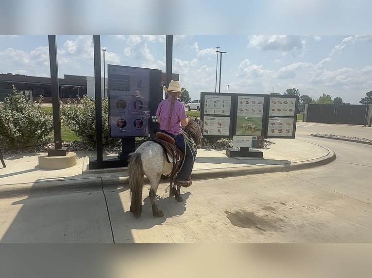 More ponies/small horses Gelding 12 years 9 hh Roan-Blue in Bloomburg