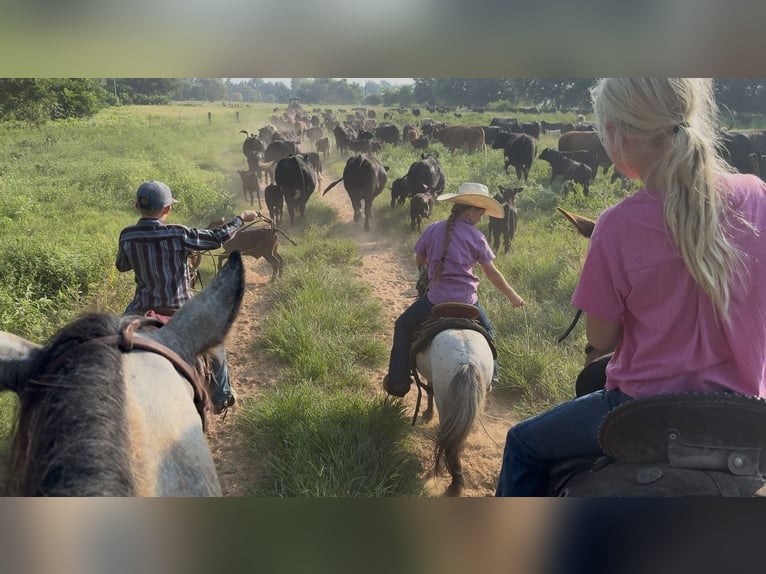 More ponies/small horses Gelding 12 years 9 hh Roan-Blue in Bloomburg