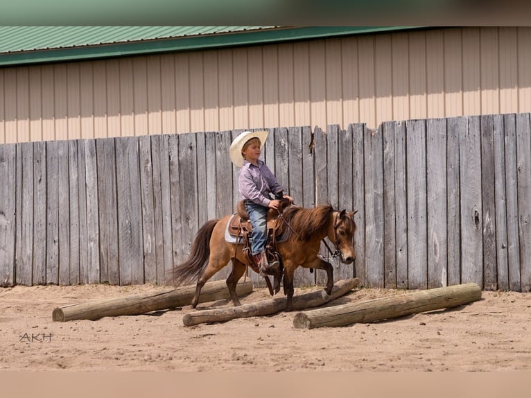 More ponies/small horses Gelding 12 years 9,1 hh Buckskin in Nevis, MN