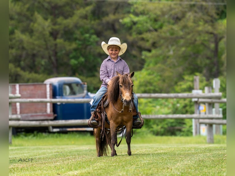 More ponies/small horses Gelding 12 years 9,1 hh Buckskin in Nevis, MN