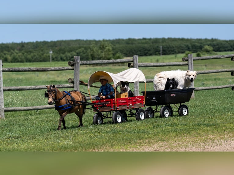 More ponies/small horses Gelding 12 years 9,1 hh Buckskin in Nevis, MN