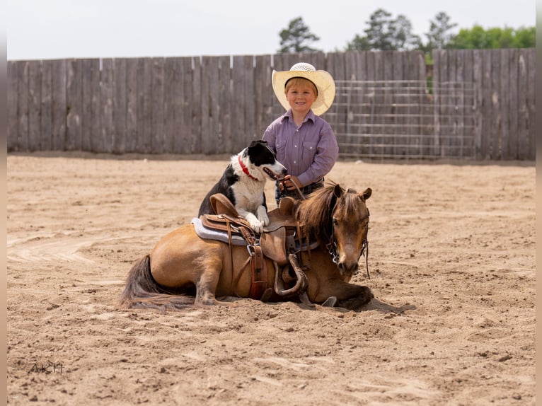 More ponies/small horses Gelding 12 years 9,1 hh Buckskin in Nevis, MN